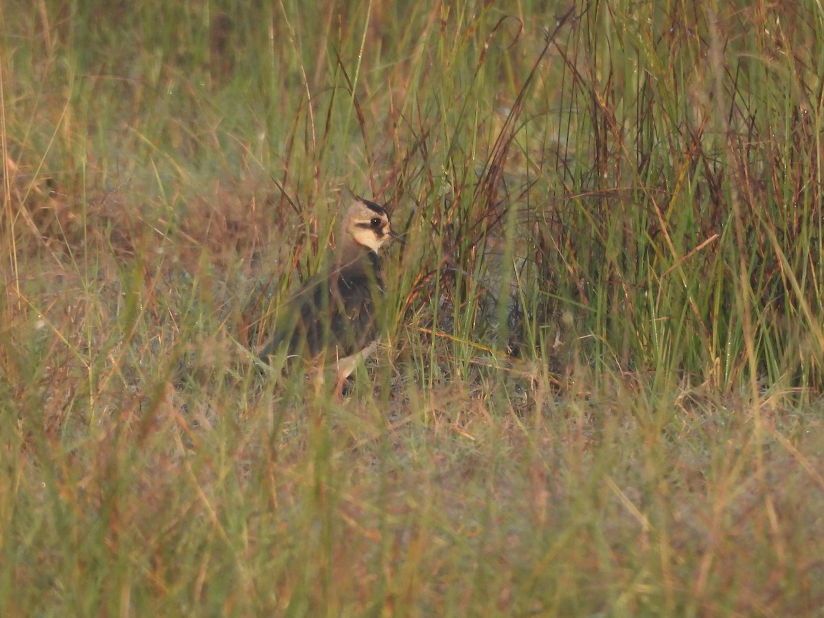 Northern Lapwing - ML645305471