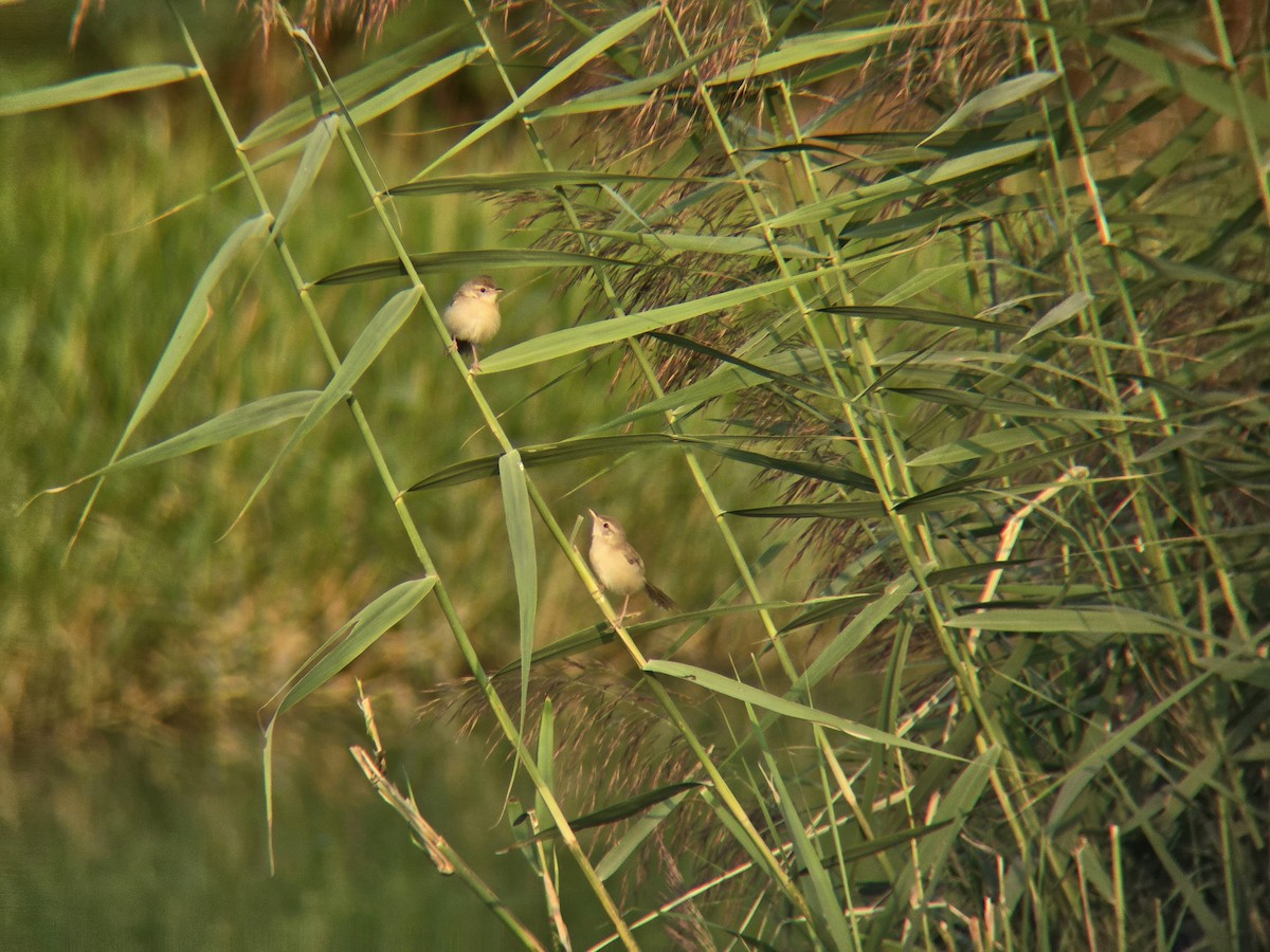 Plain Prinia - ML645305476