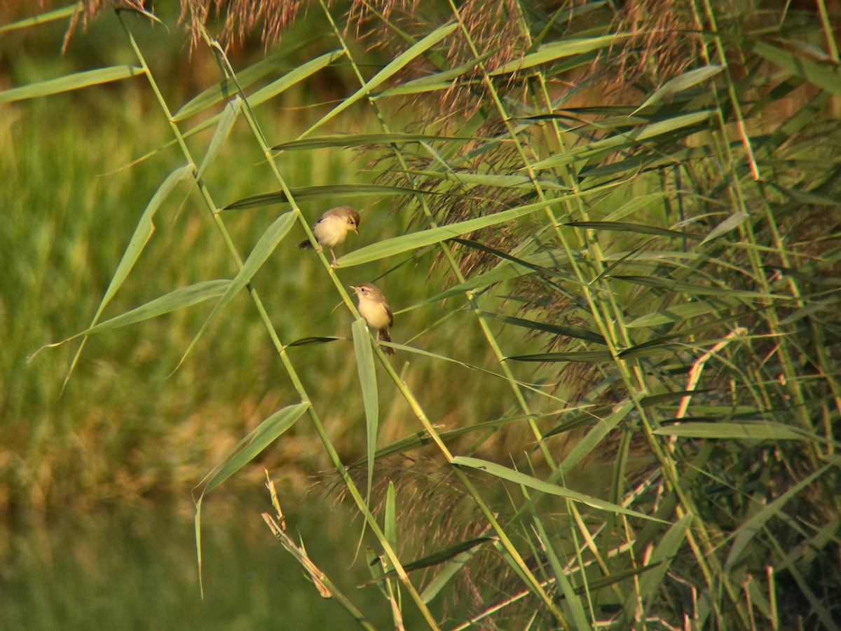 Plain Prinia - ML645305477