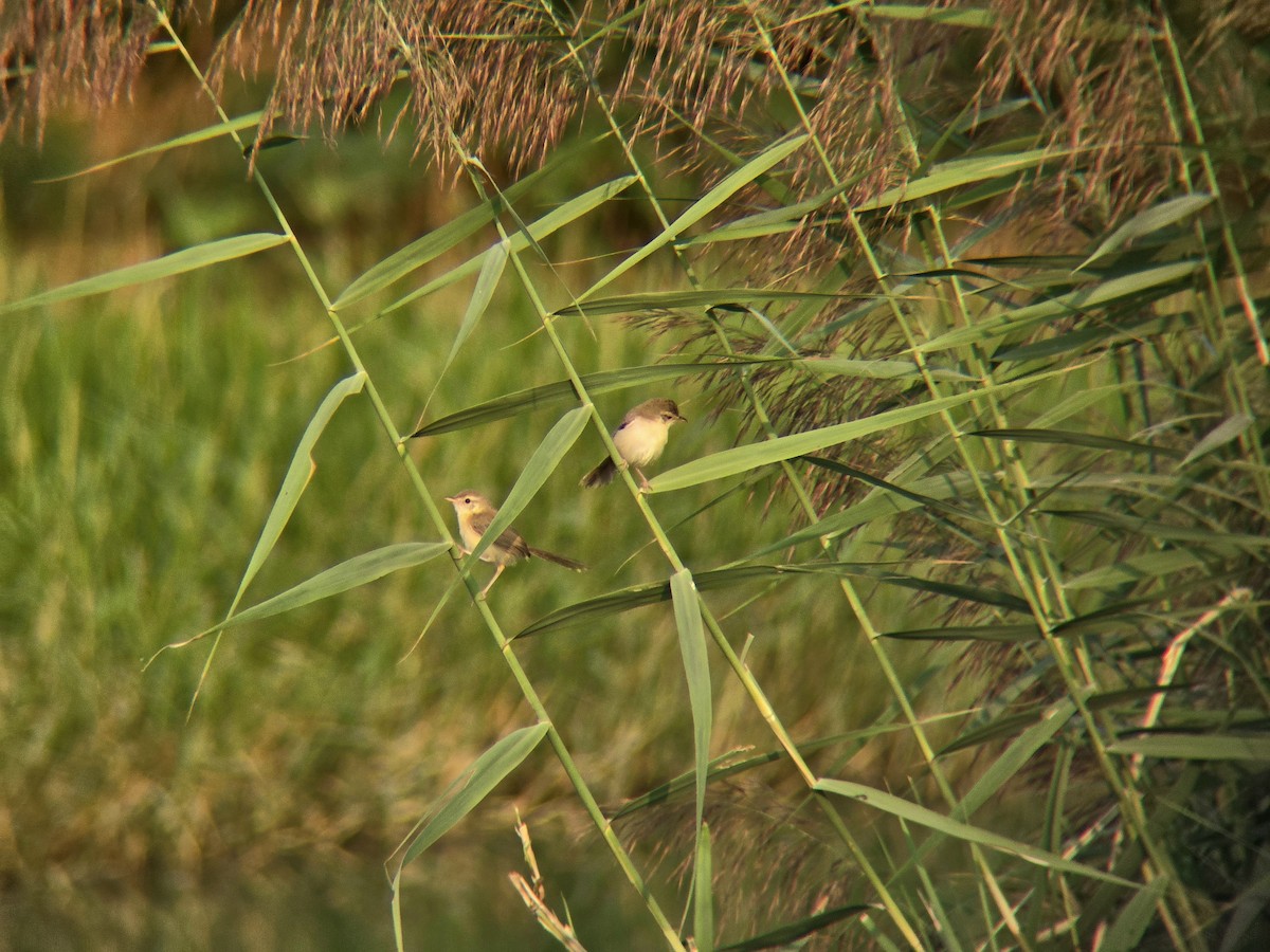 Plain Prinia - ML645305478