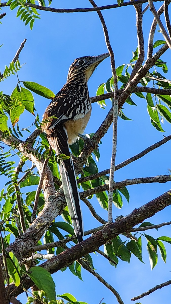 Lesser Roadrunner - ML645305481