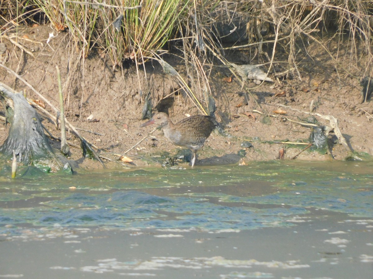 chřástal proužkovaný - ML645305483