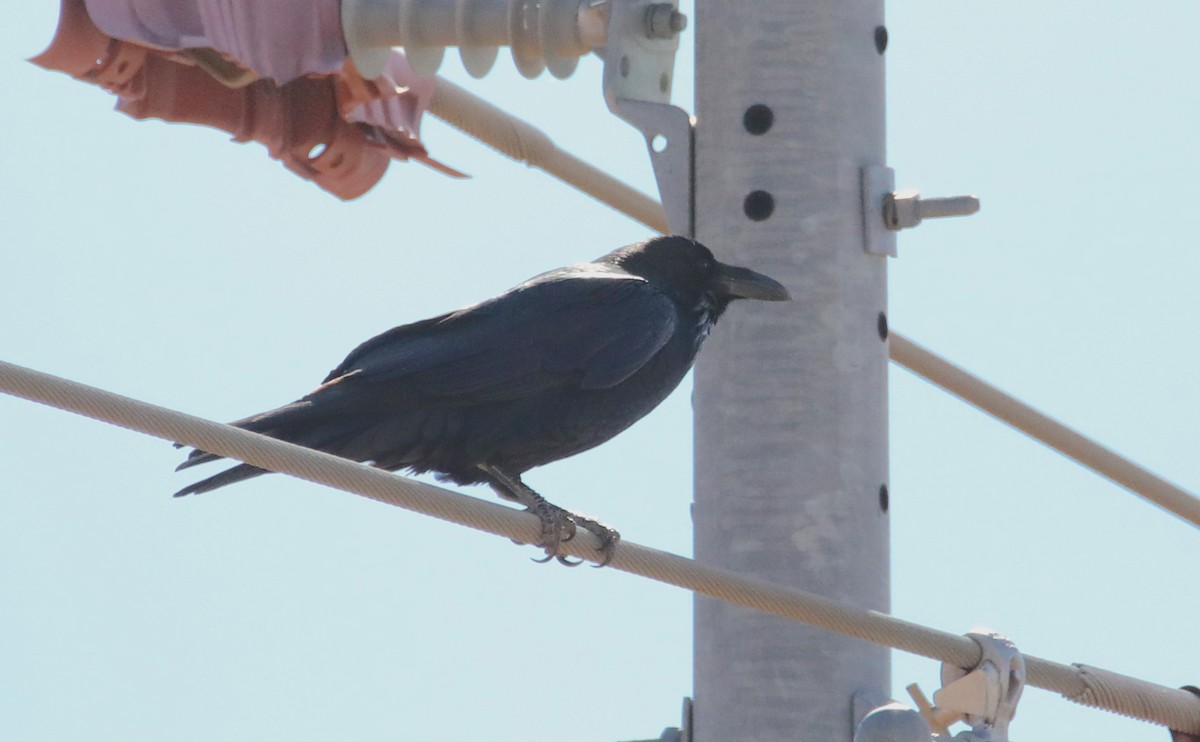 Chihuahuan Raven - ML645305484