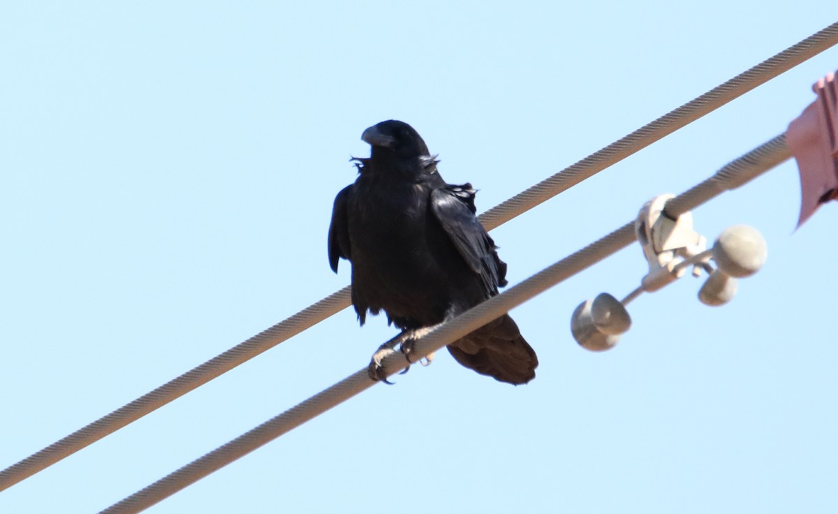 Chihuahuan Raven - ML645305485