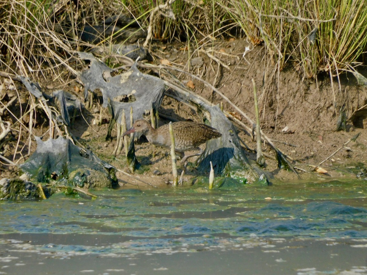 chřástal proužkovaný - ML645305486