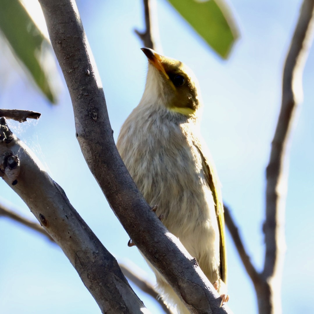 Yellow-plumed Honeyeater - ML645305488