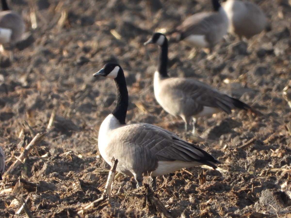 Barnacla Canadiense Grande - ML645305493