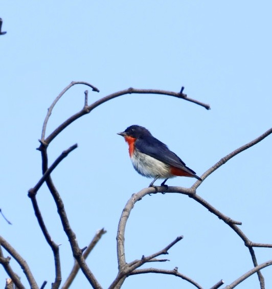 Mistletoebird - ML645305509
