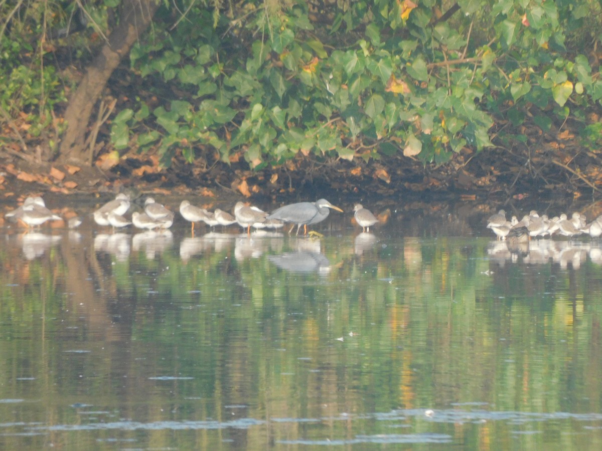 volavka přímořská - ML645305511