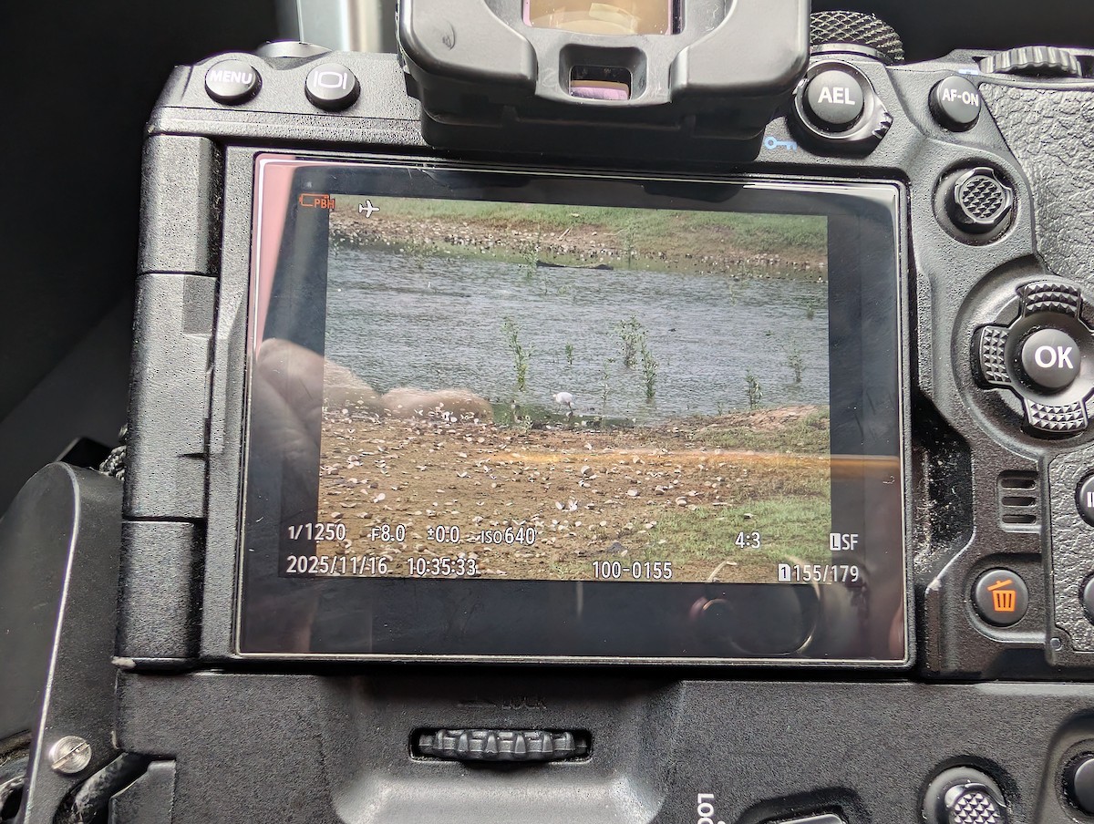 Aigrette garzette - ML645305515