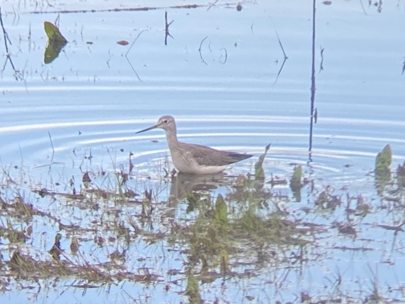 Greater Yellowlegs - ML645305520