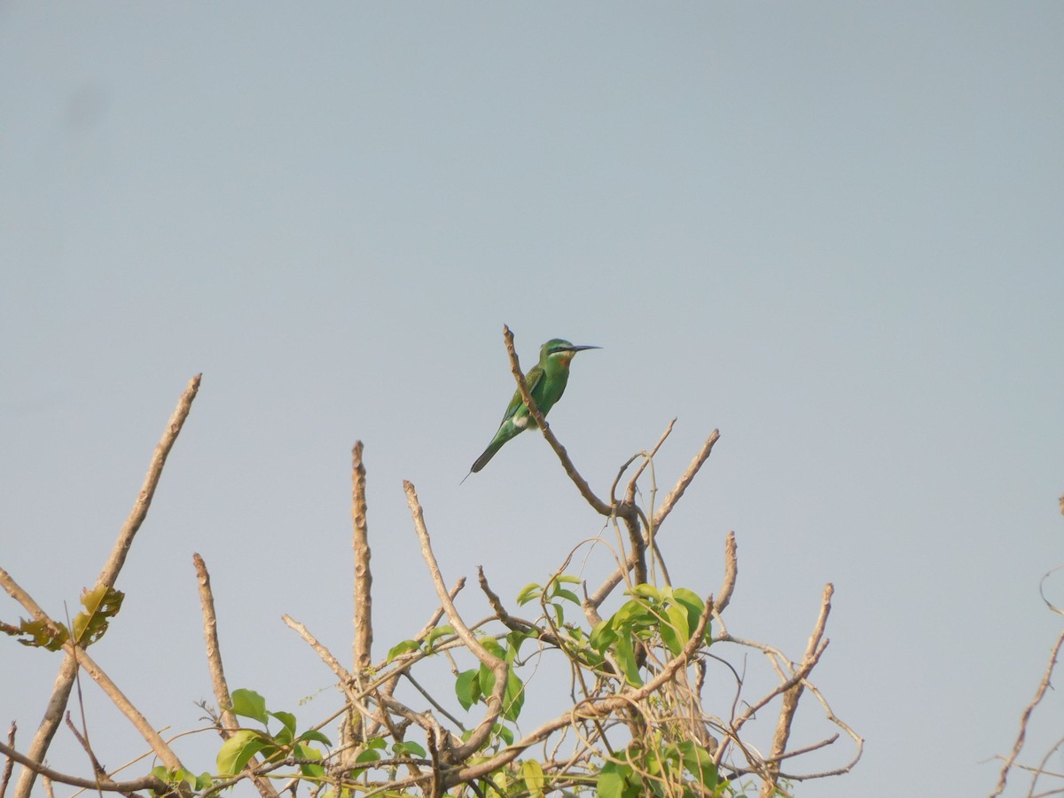 שרקרק ירוק - ML645305521