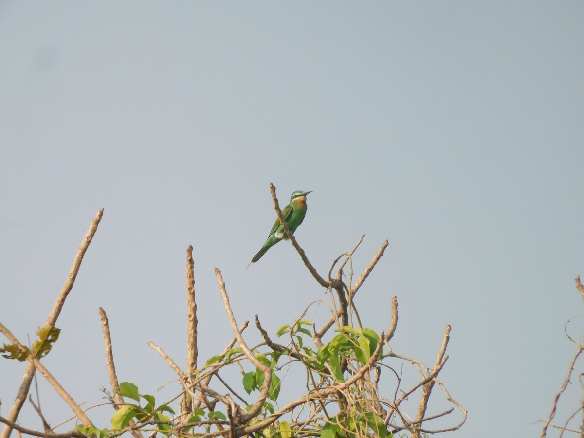 שרקרק ירוק - ML645305522