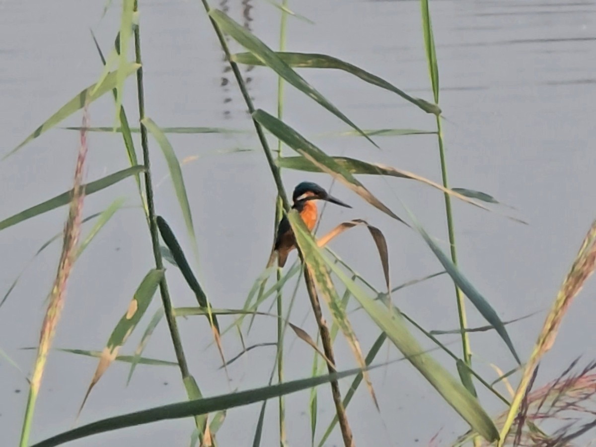 Common Kingfisher - ML645305523