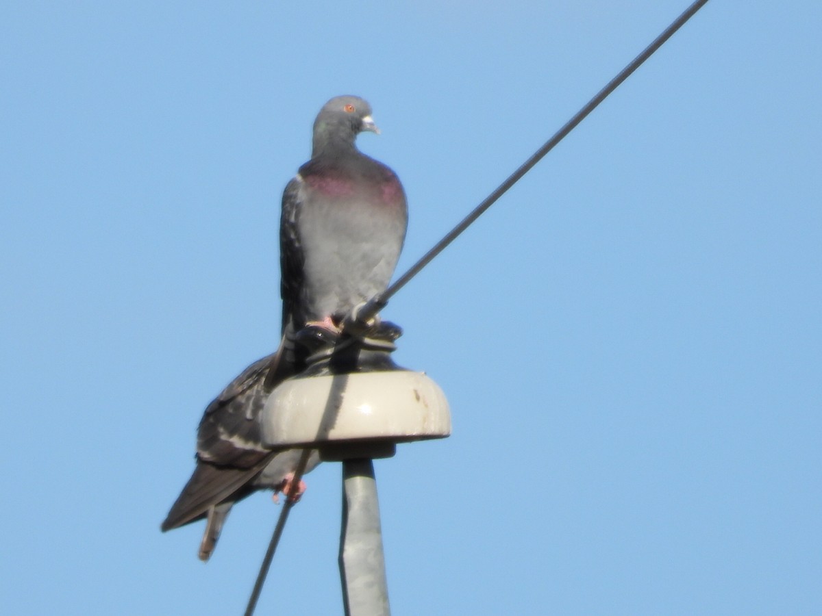 יונת בית - ML645305525