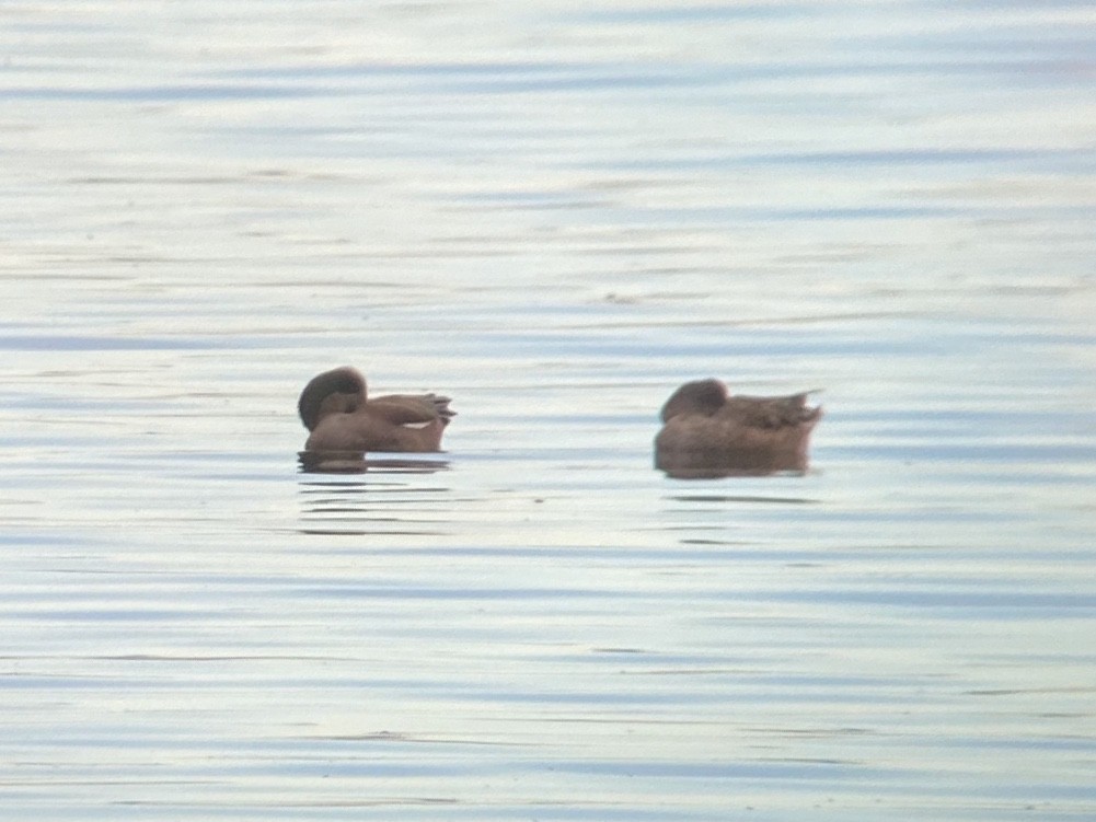 Свищ американський - ML645305526