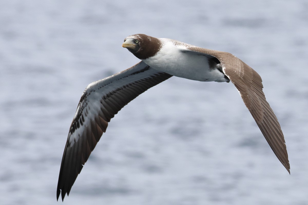 Masked/Nazca Booby - ML645305527