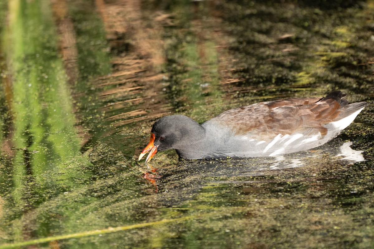 Gallinule d'Amérique - ML645305529