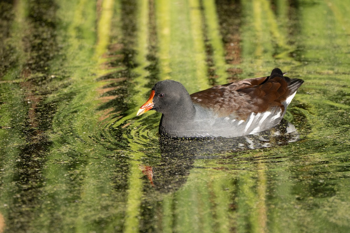 Gallinule d'Amérique - ML645305530