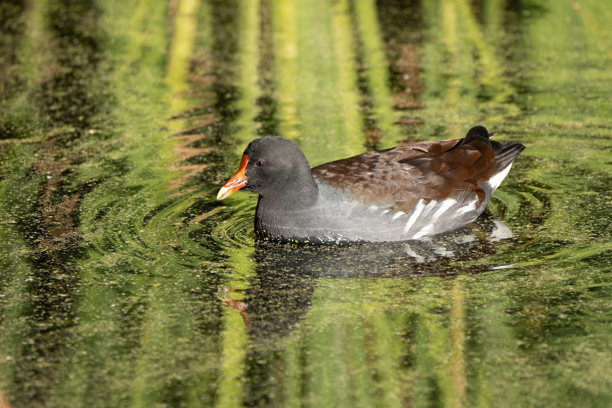 Gallinule d'Amérique - ML645305531