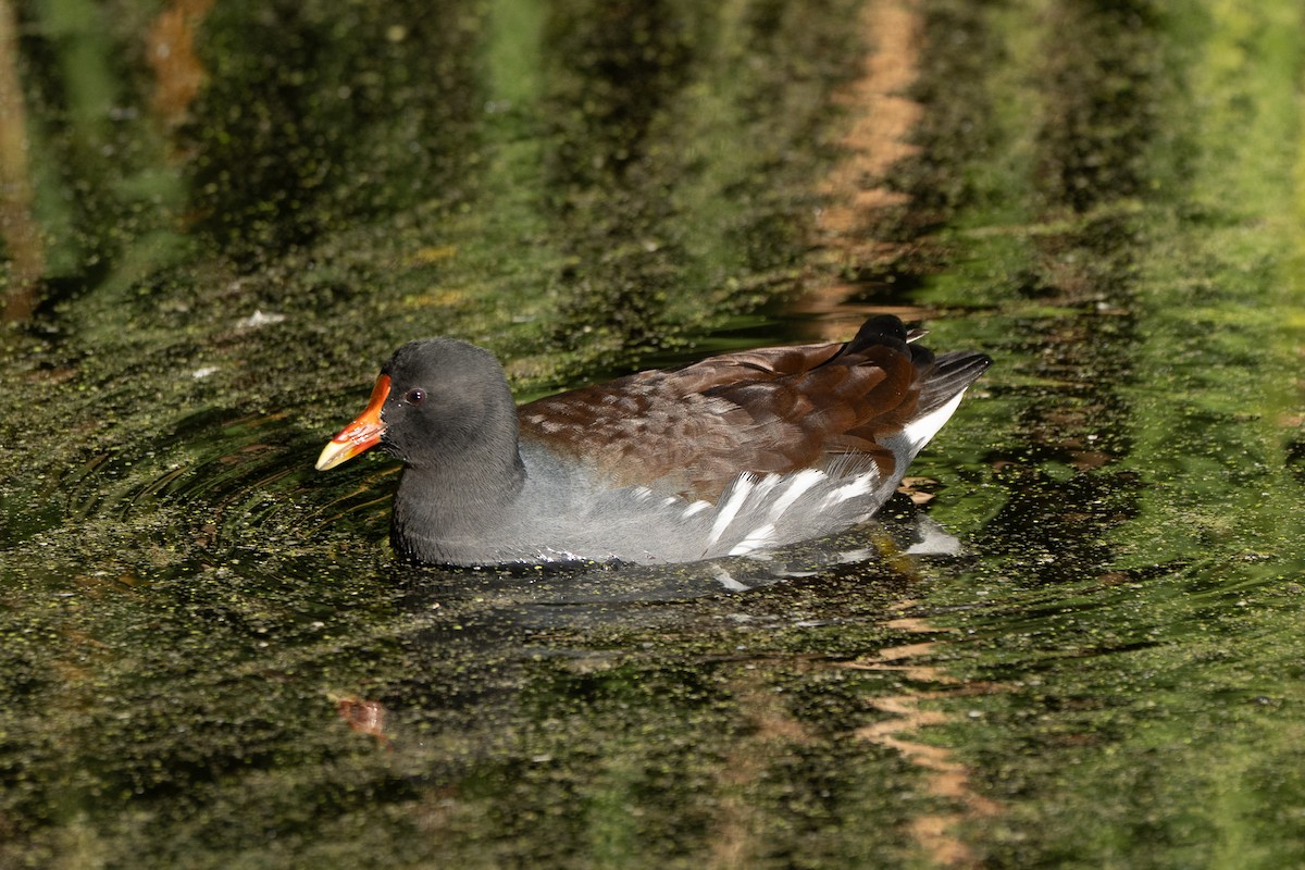 Gallinule d'Amérique - ML645305532