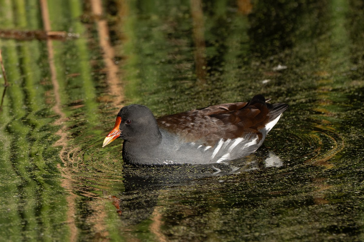 Gallinule d'Amérique - ML645305533
