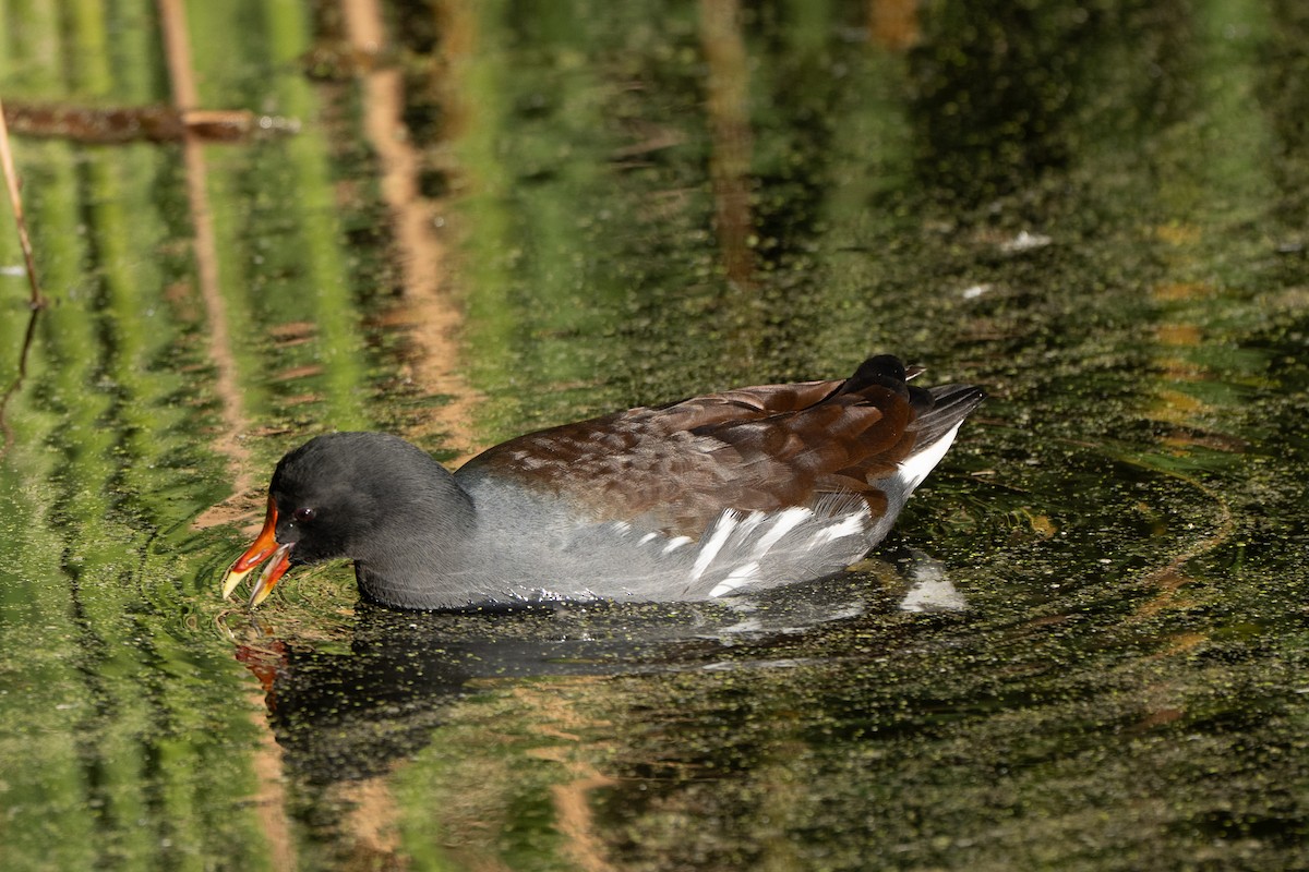 Gallinule d'Amérique - ML645305534