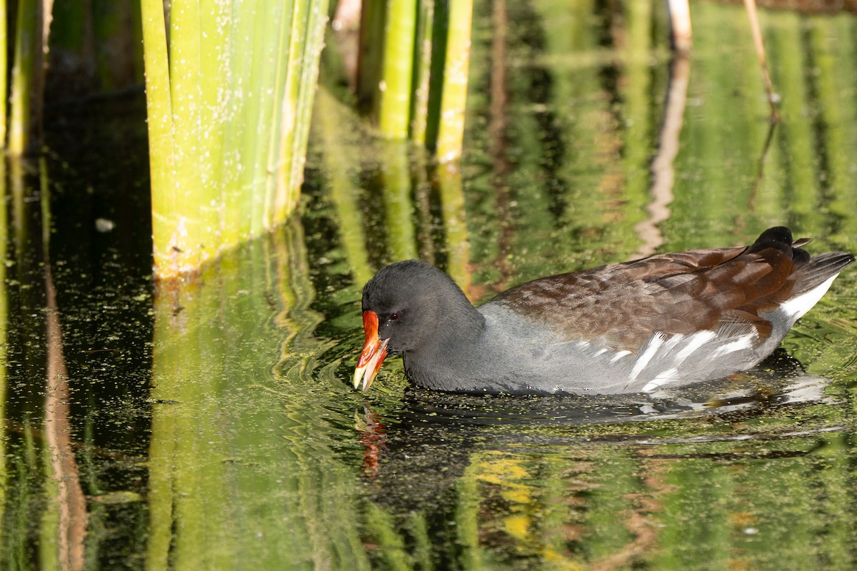 Gallinule d'Amérique - ML645305535