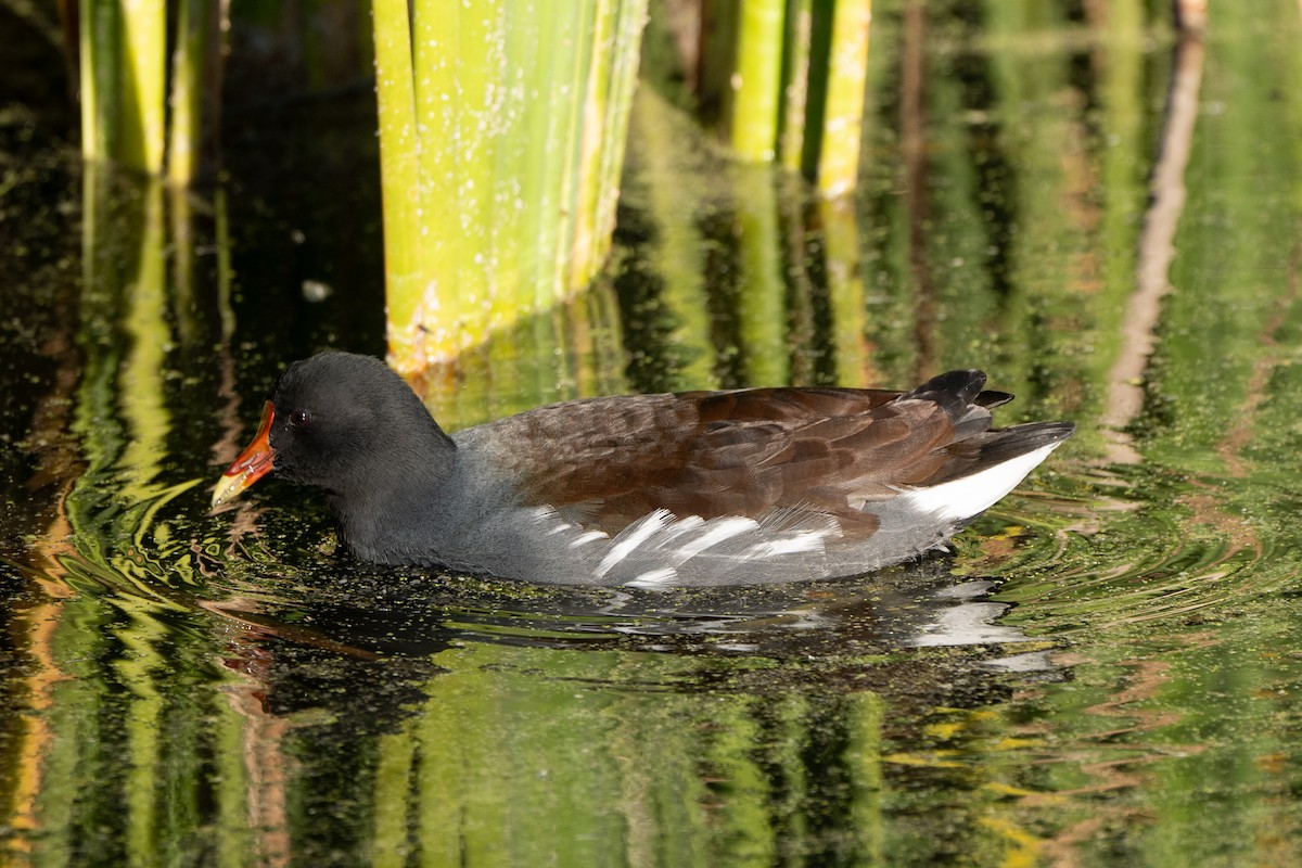Gallinule d'Amérique - ML645305536