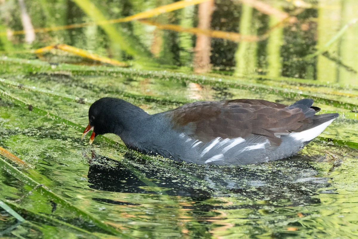 Gallinule d'Amérique - ML645305537