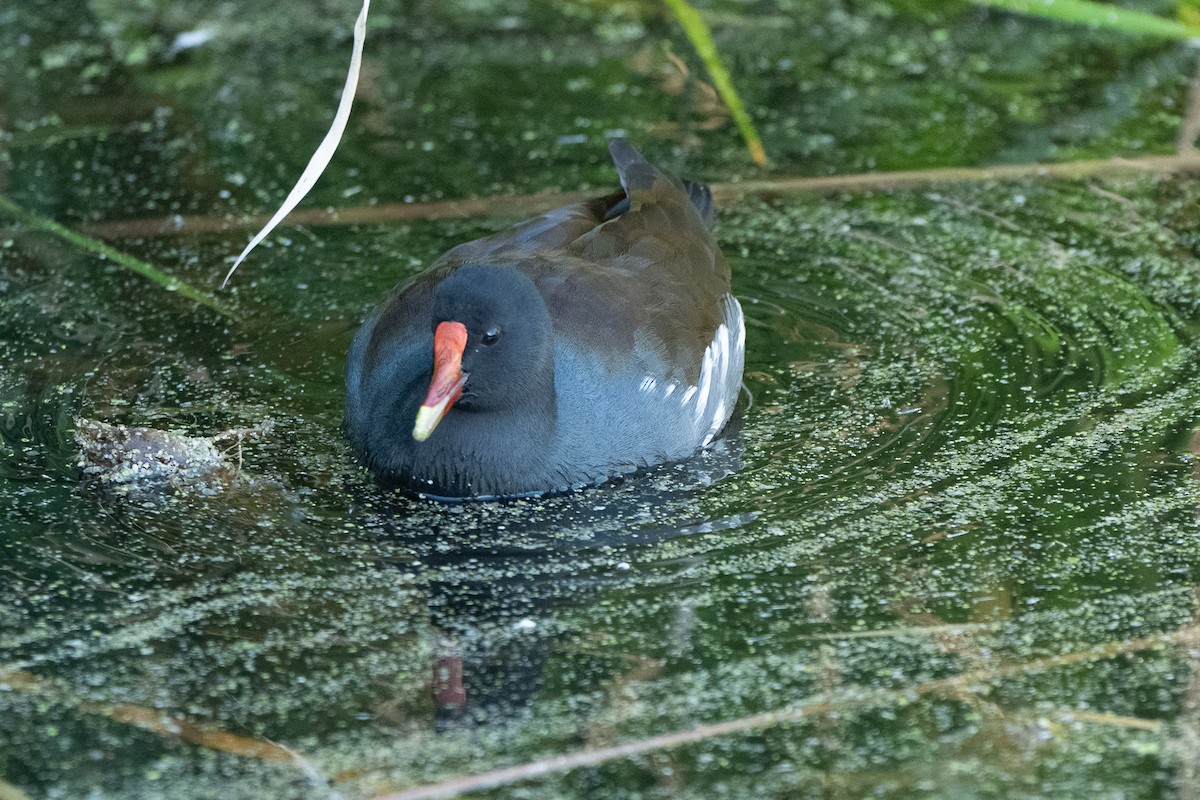 Gallinule d'Amérique - ML645305538