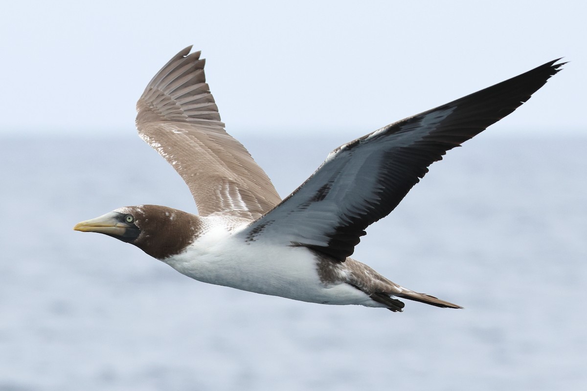 Masked/Nazca Booby - ML645305539