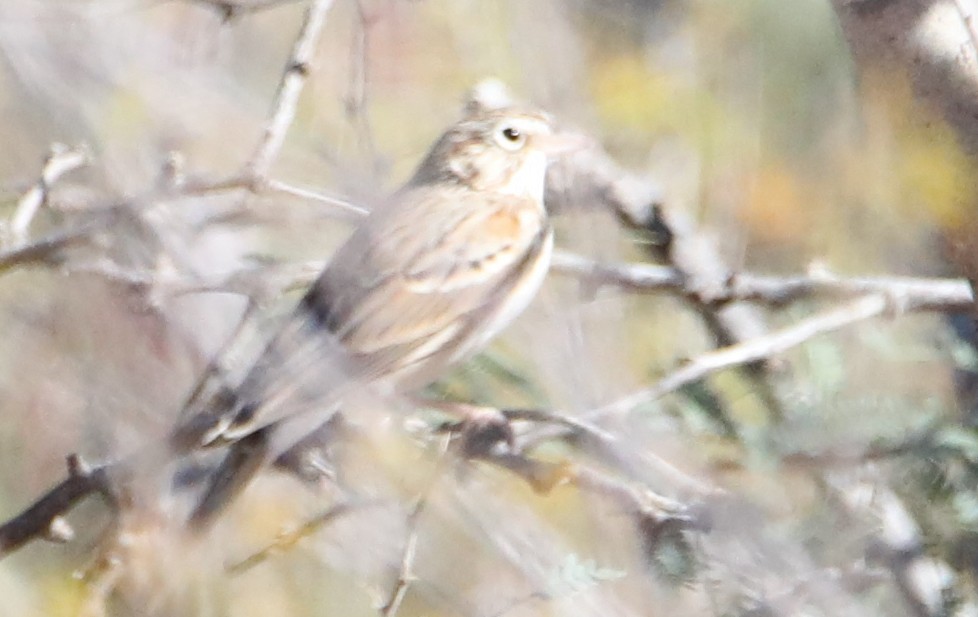 vesperspurv - ML645305541