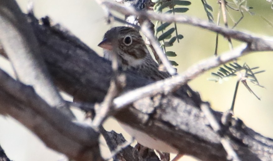 vesperspurv - ML645305542