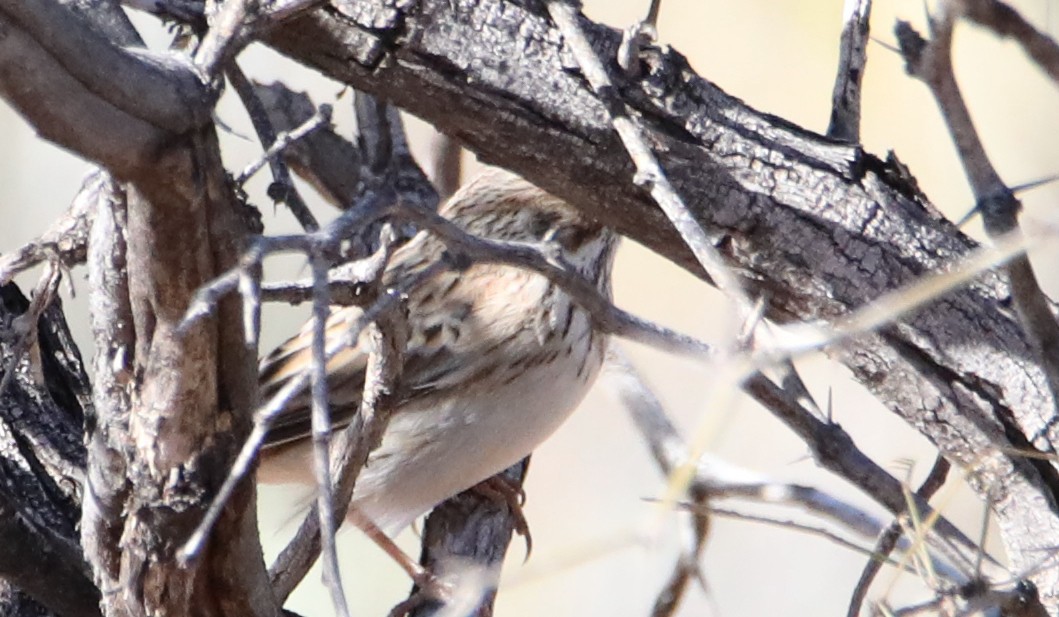 vesperspurv - ML645305543