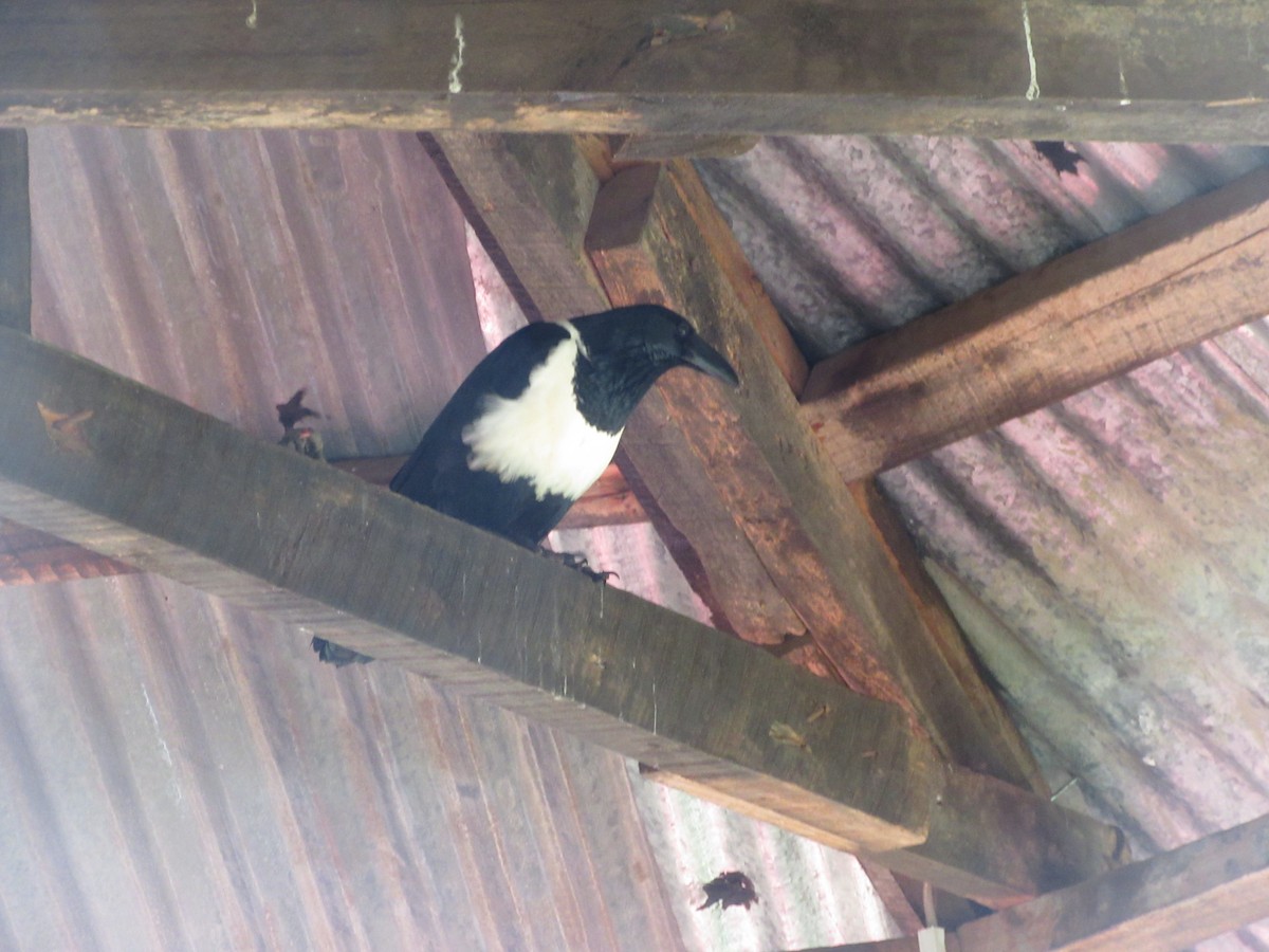 Pied Crow - ML645305544