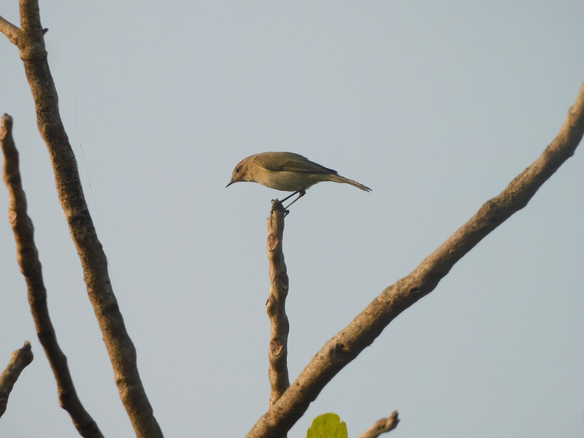 budníček menší - ML645305547