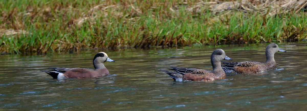 Свищ американський - ML645305550