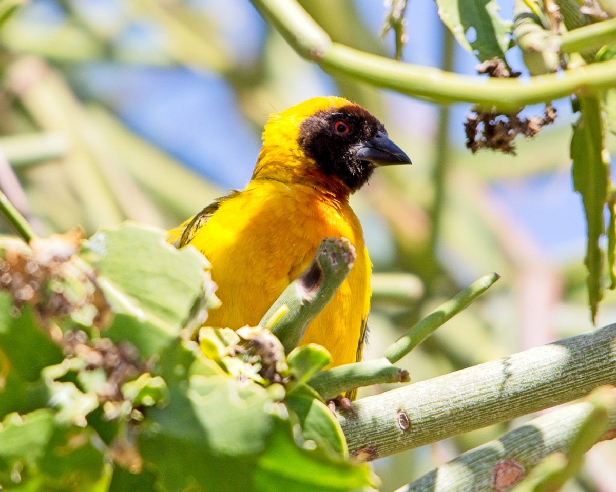 snovač sahelský - ML645305556