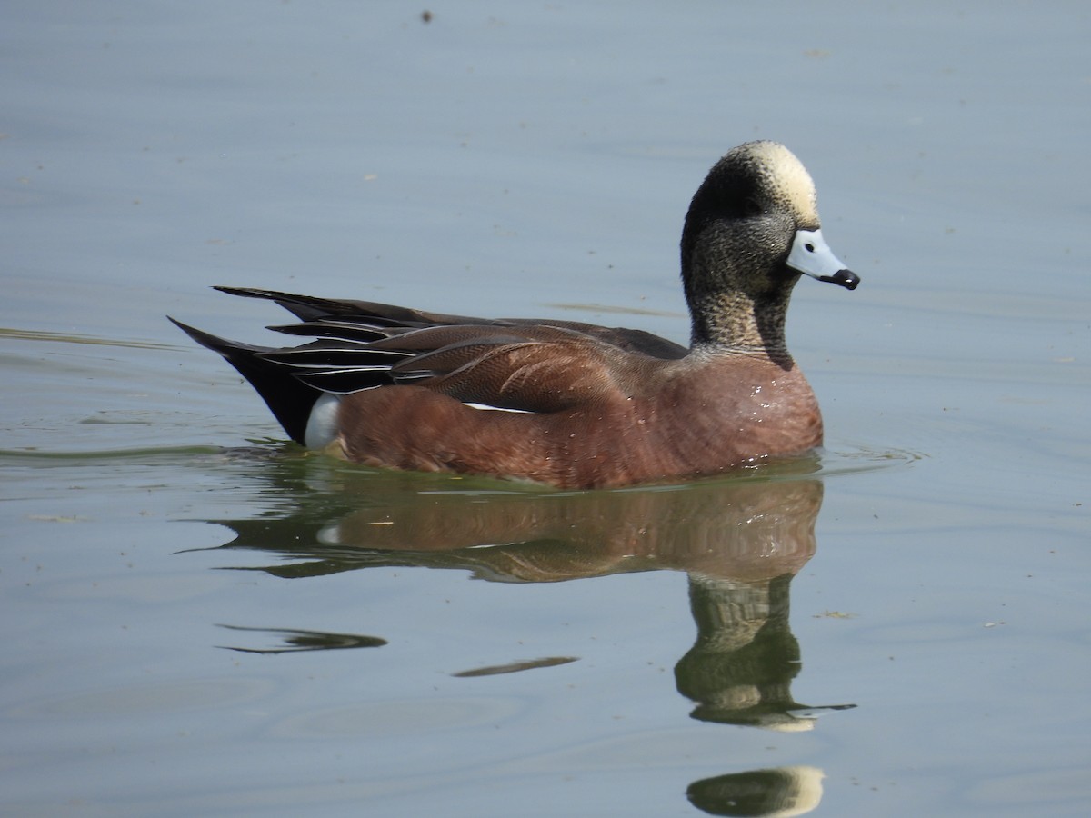 Свищ американський - ML645305557