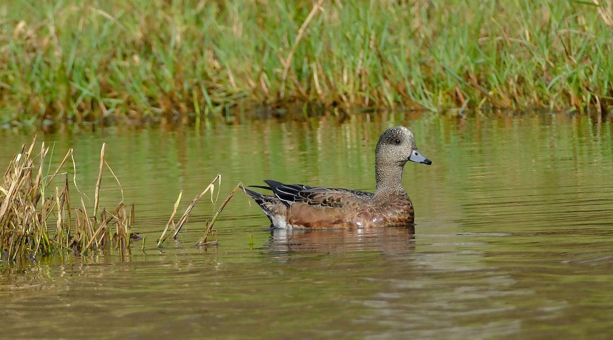 Свищ американський - ML645305558