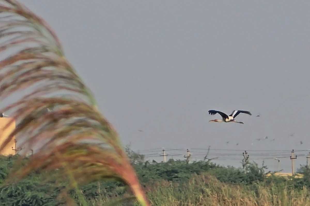 Painted Stork - ML645305559