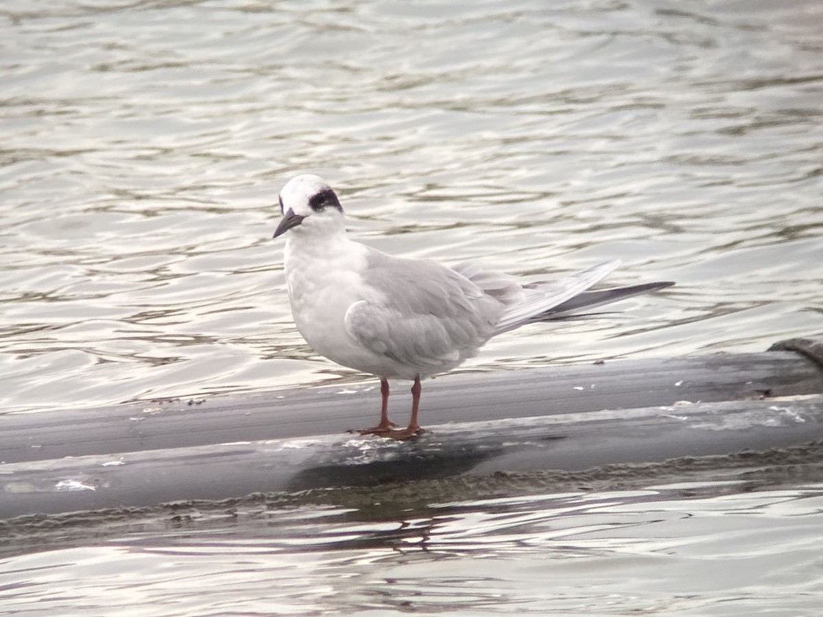 Forster's Tern - ML645305560
