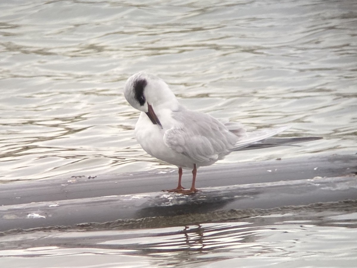 Forster's Tern - ML645305561
