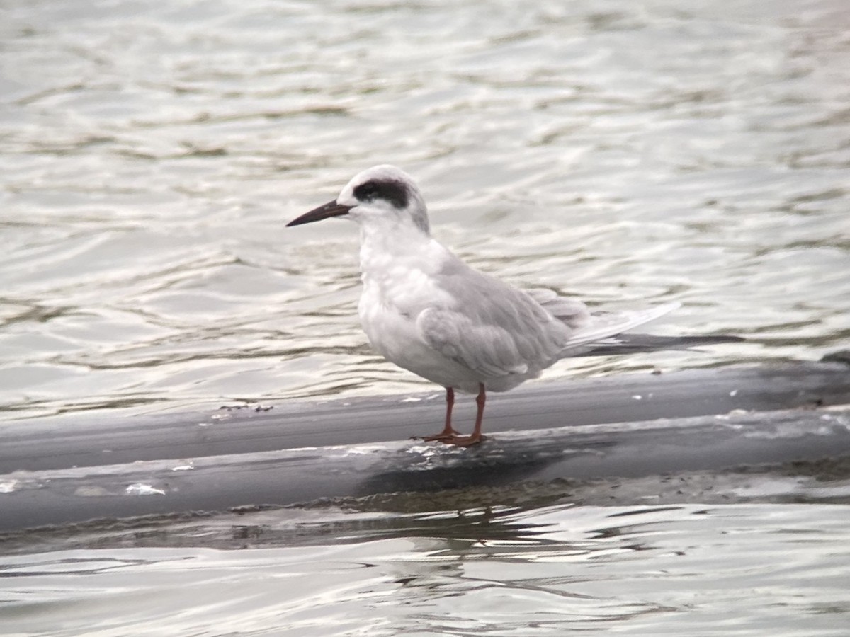 Forster's Tern - ML645305562