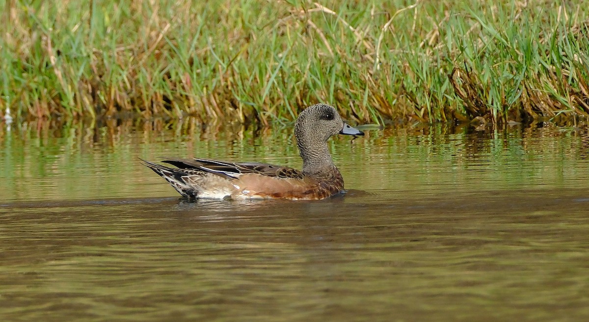 Свищ американський - ML645305571