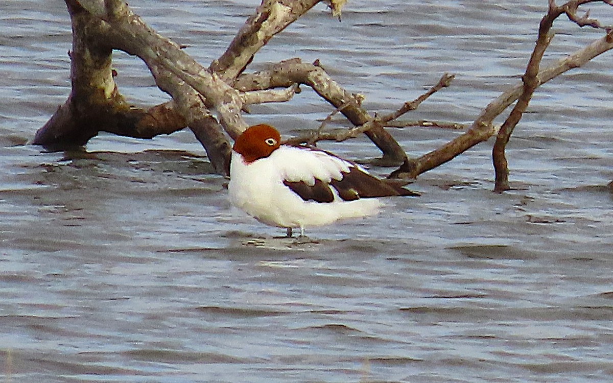 brunhodeavosett - ML645305576