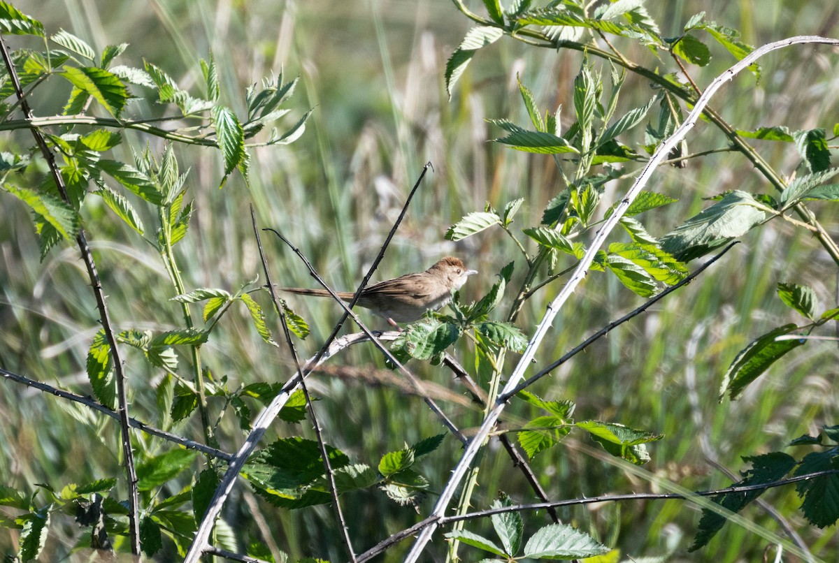 ズアカオオセッカ - ML645305577