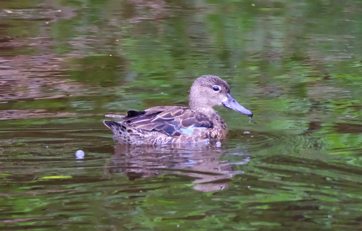 Blue-winged Teal - ML645305579