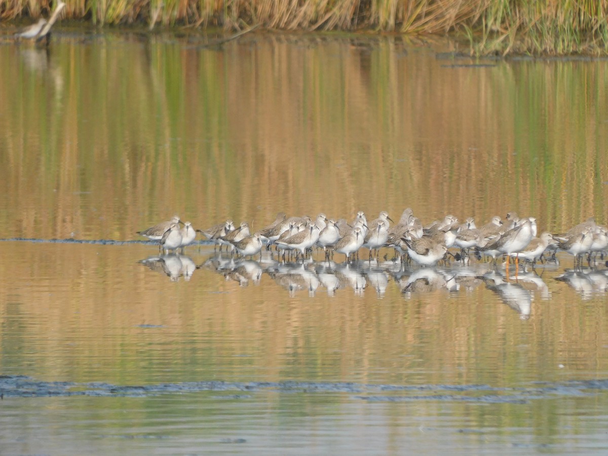 jespák křivozobý - ML645305587